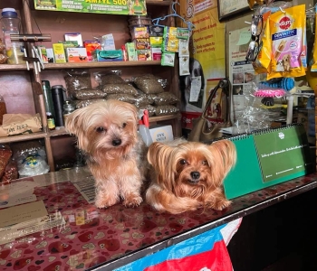 Yorkshire Terrier for Sale (Lipa City, Batangas)