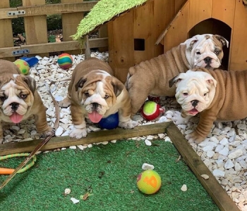 English Bulldog pups waiting for you !