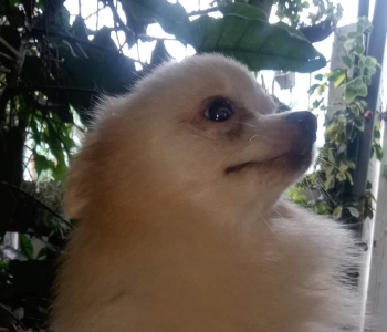 Pomeranian Puppy for SALE!!!! FEMALE With PCCI Paper on Hand!!.Super Liit size!!!! 9K ONLY!!!