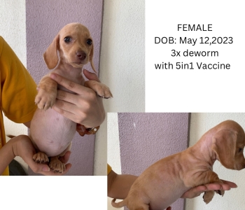 Mini dachshund puppy dog looking for new home 09164334118