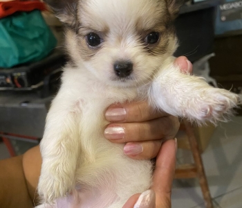 Purebreed Chihuahua puppies