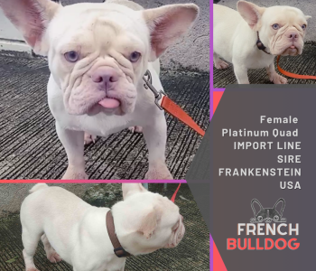 French Bulldog FEMALE Platinum Quad Import Line SIRE FRANKENSTEIN USA