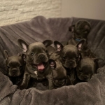French Bulldog puppies  Viber or Whatsapp (+63 9660614143)