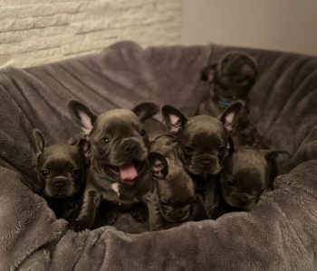 French Bulldog puppies  Viber or Whatsapp (+63 9660614143)