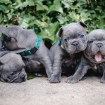 quality French Bulldog Puppy for free adoption!!!