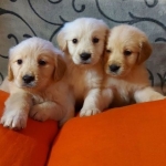 Male and female Golden Retriever puppies available  Viber or Whatsapp (+63 9660614143)