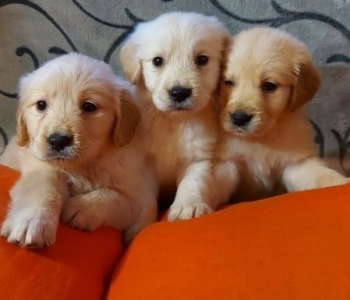 Male and female Golden Retriever puppies available  Viber or Whatsapp (+63 9660614143)
