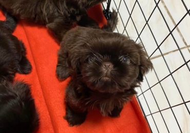 CHOCO LIVER PUPPIES FOR REHOMING, CHOCO SHIH TZU