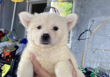 Chow2 Puppies (mixed breed)