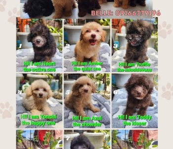 Toy poodles 4 sale (pure breed)