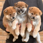 Shiba inu puppies