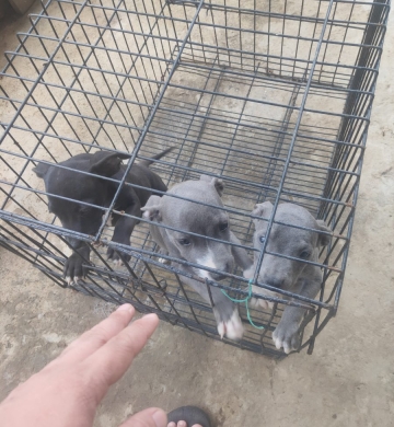 female, male american bully, 3 months old, loc: cavinti laguna, no paper, pm for more