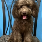 Quality Female Toy Poodle Puppy