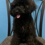 Cute Female Toy Poodle Puppy