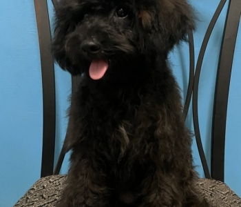 Cute Female Toy Poodle Puppy