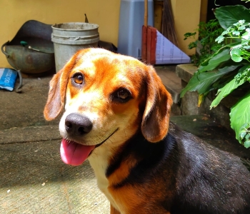 Beagle Female