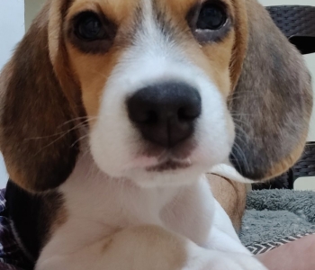 Fully vaccinated Beagle