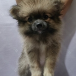 Pomeranian Puppy (M)