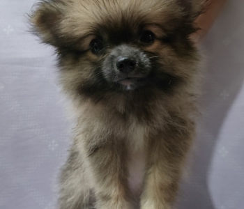 Pomeranian Puppy (M)