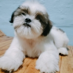 Male Shih tzu Puppy