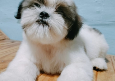 Male Shih tzu Puppy