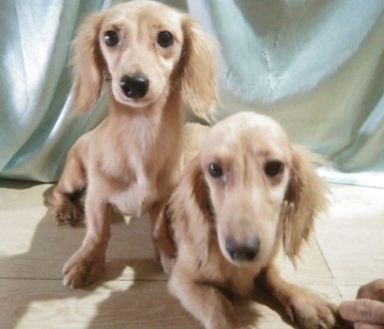 Mini Dachshund English Cream Long Hair Puppies Dogs for sale