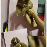 Hypoallergenic Toy Poodle