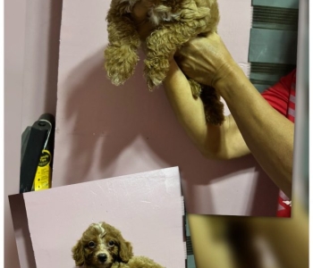 Hypoallergenic Toy Poodle