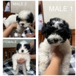 PURE BREED LHASA APSO