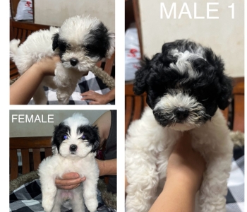 PURE BREED LHASA APSO