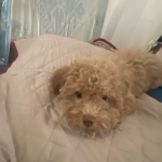 Toy Poodle 3mos