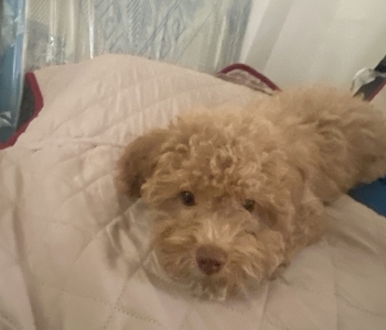 Toy Poodle 3mos