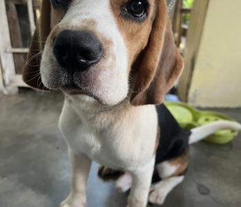 Pure Breed One Year Old Beagle (Male)