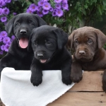 Labrador Puppies (Black, Yellow)  Viber or Whatsapp (+63 9660614143)