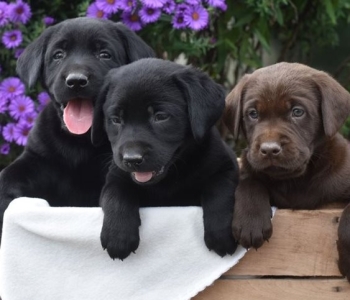 Labrador Puppies (Black, Yellow)  Viber or Whatsapp (+63 9660614143)