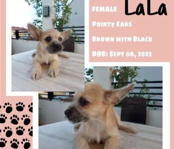 ChiPoodle Puppy for Sale (LALA)