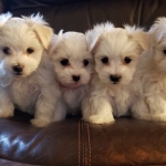Maltese puppies Ready.  Viber or Whatsapp (+63 9660614143)