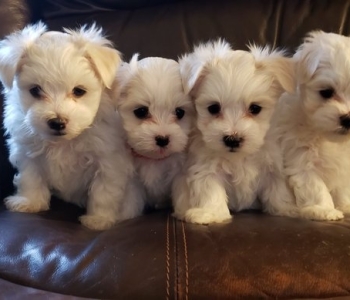 Cream White Maltese puppies available