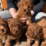 Toy Poodle Puppy