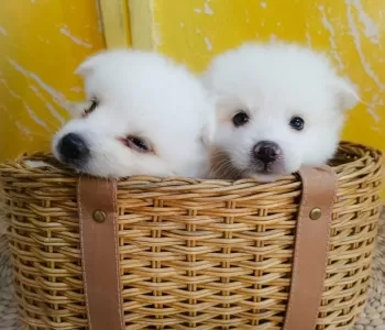 Japanese Spitz Puppies