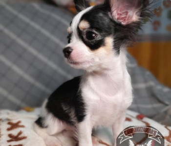 Chihuahua  4months old