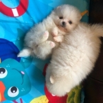 Pomeranian puppies for sale.  Viber or Whatsapp (+63 9660614143)