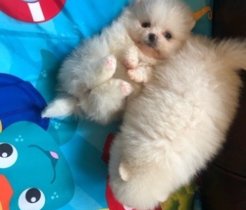 Pomeranian puppies for sale.  Viber or Whatsapp (+63 9660614143)