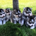 Pomsky Puppies for sale  Viber or Whatsapp (+63 9660614143)