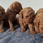 Red Miniature Poodle puppies for sale.  Viber or Whatsapp (+63 9660614143)
