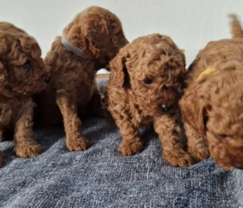 Red Miniature Poodle puppies for sale.  Viber or Whatsapp (+63 9660614143)