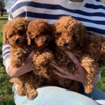 Teacup Toy Poodle Pups ready for new Home