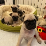 Pug Puppies Ready now  Viber or Whatsapp (+63 9660614143)