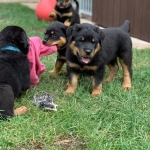 Rottweiler puppies for rehoming.  Viber or Whatsapp (+63 9660614143)