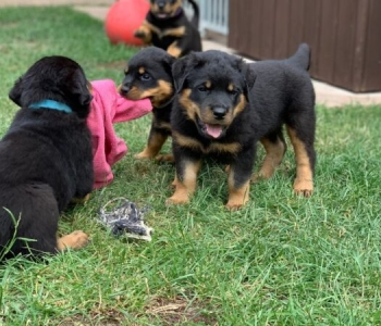 Rottweiler puppies for rehoming.  Viber or Whatsapp (+63 9660614143)